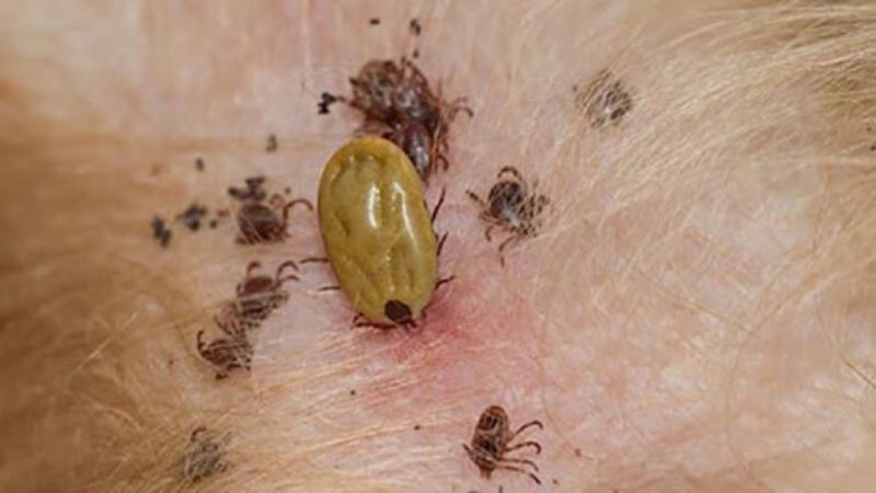 ve chó truyền bệnh ký sinh trùng máu ở chó