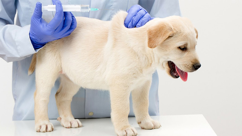 Để ngăn chó của bạn bị nhiễm Parvo, bạn nên tiêm phòng đầy đủ.