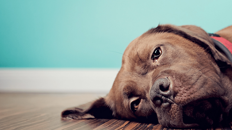 Dấu hiệu chó bị viêm đường ruột Dấu hiệu chó bị viêm đường ruột