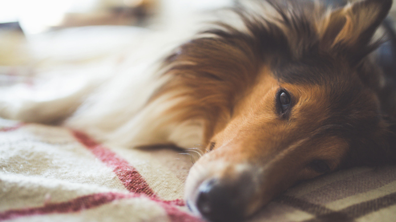 Bệnh viêm đường ruột ảnh hưởng như thế nào đến chó