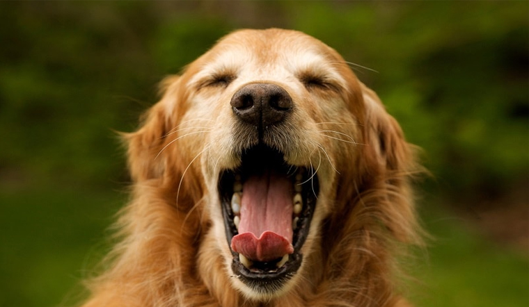 Chó bị ho khạc là bệnh gì