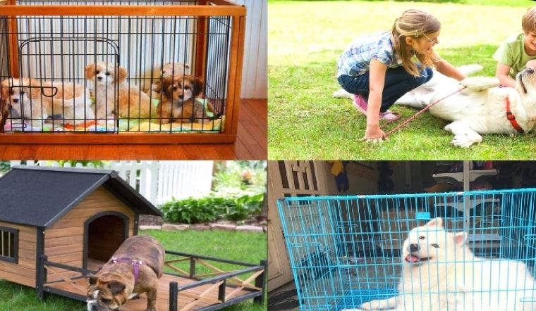 Lý do bạn nên sắm ngay một ngôi nhà lồng cho thú cưng