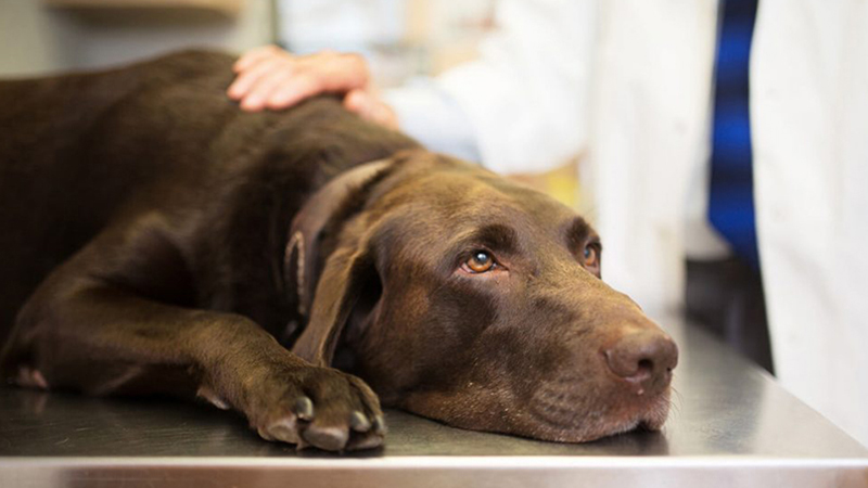 Chó ốm cho ăn gì  Hướng dẫn chăm sóc chó bị ốm hiệu quả