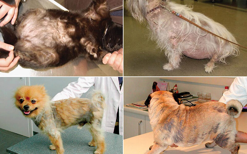 Chó bị viêm da có mủ, rụng lông là bệnh gì? Dấu hiệu nhận biết