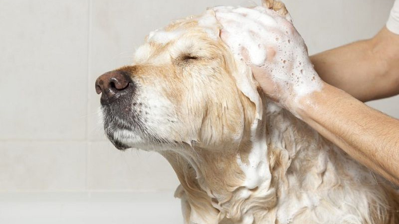 Cách chữa trị tận gốc bệnh nấm da ở chó