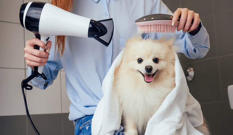 Các Mẹo Chữa Bọ Chét Đơn Giản Thường Gặp Ở Chó, Mèo Các Mẹo Chữa Bọ Chét Đơn Giản Thường Gặp Ở Chó, Mèo