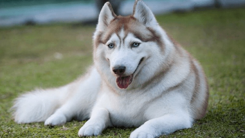 Siberian Husky