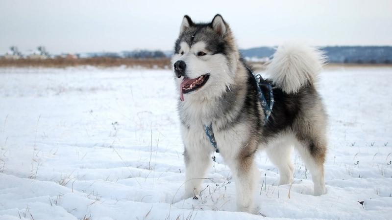 Chó Alaska màu lông xám - trắng