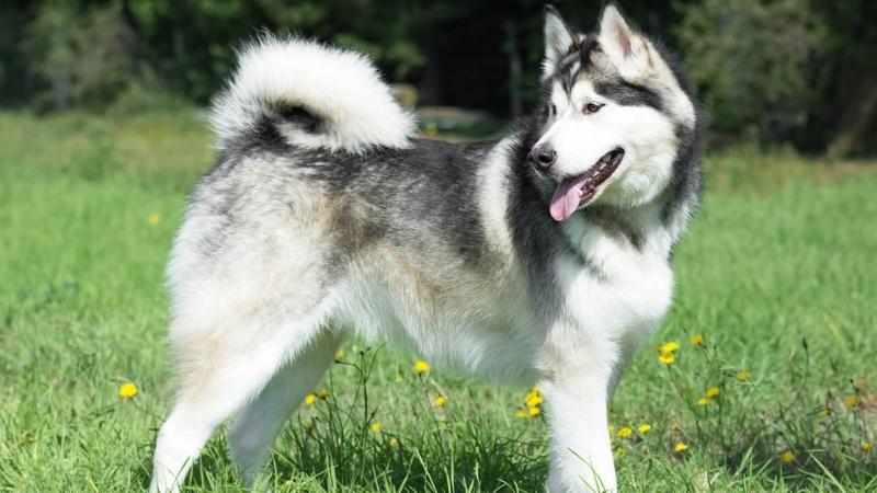 5 lý do thú vị khiến bạn muốn sở hữu ngay những chú chó tuyết Alaska