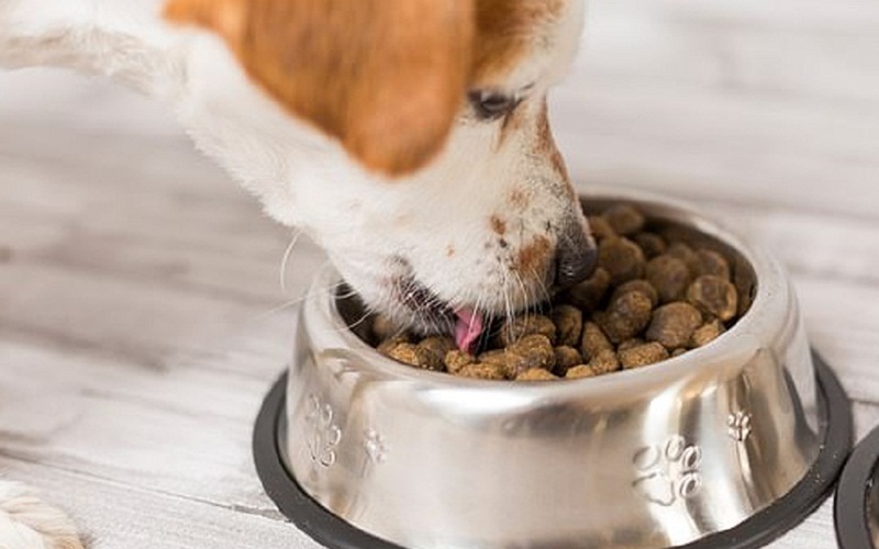 Top 5 mẫu khay, đồ đựng thức ăn cho chó đẹp trên thị trường