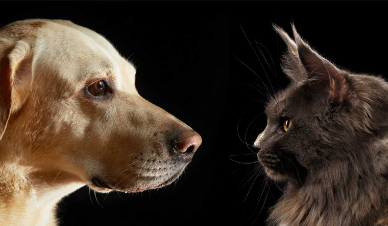 Top 500 tên cho chó mèo hay, dễ thương nhất các sen có thể ...