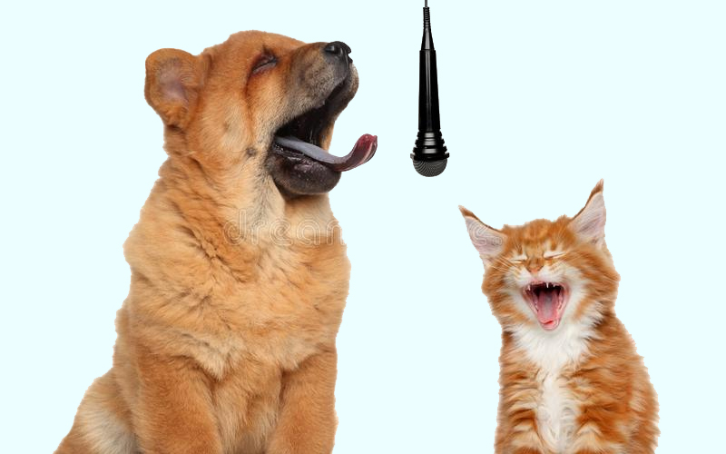 Top 500 Tên Đặt Cho Chó Mèo Hay, Ý Nghĩa Và Dễ Thương Nhất