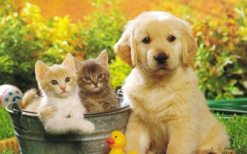 Top 500 best, meaningful and cutest dog and cat names