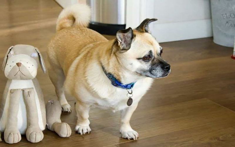 Tổng hợp 7 mẫu vòng cổ cho chó con, chó lớn đẹp nhất trên thị trường
