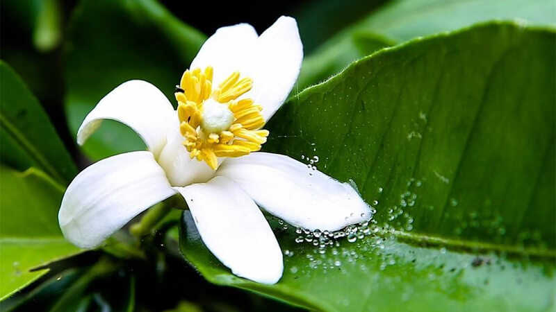 How to beautify the skin from grapefruit flowers, while helping to whiten smooth and bright pink