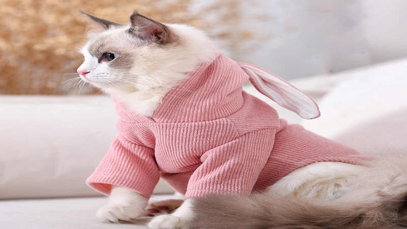 Top shop addresses selling the most beautiful and cute dog and cat clothes