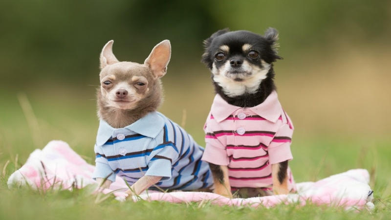 Top shop addresses selling the most beautiful and cute dog and cat clothes