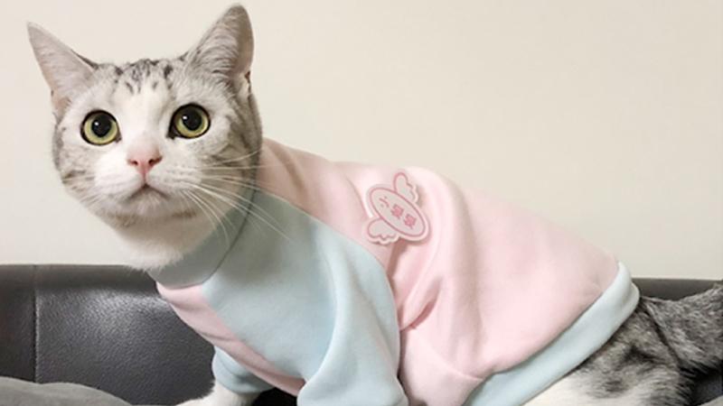Những mẫu quần áo cho chó mèo đẹp và dễ thương