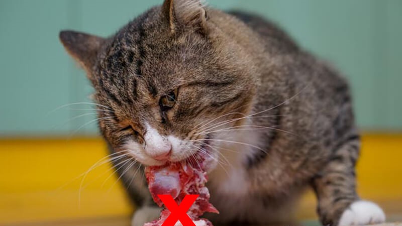Dinh dưỡng trong từng giai đoạn cuộc đời của mèo