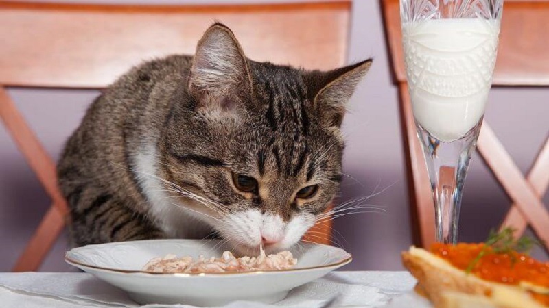 Mèo ăn gì? Các loại thức ăn dinh dưỡng cho mèo gồm những gì? 4