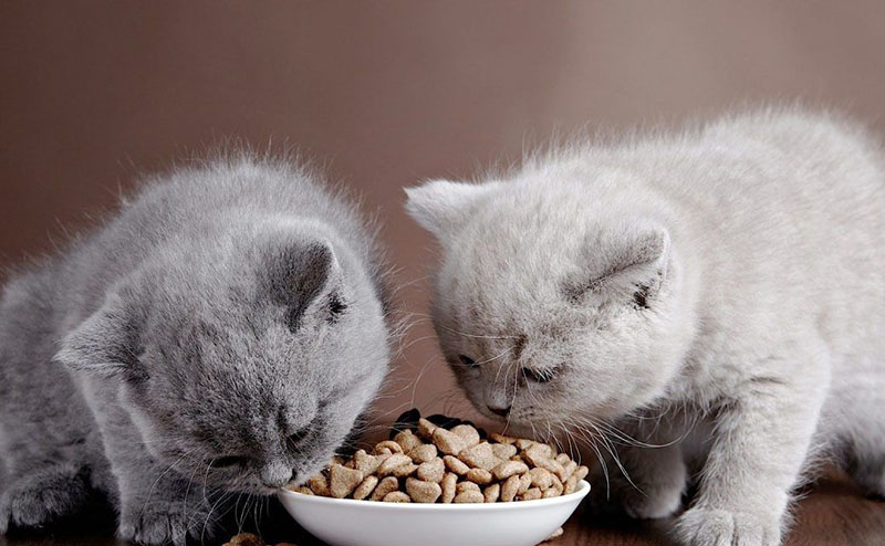 Các loại thức ăn liên quan đến độ tuổi của mèo
