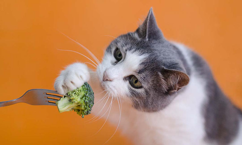 Mèo có thể ăn chay không