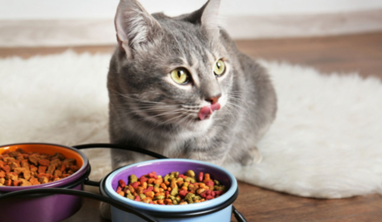 Mèo thích ăn gì? 9 loại thức ăn mèo thích ăn nhất