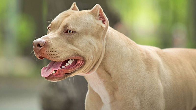 Tổng hợp hình ảnh chó Pitbull thuần chủng đẹp ngầu chất nhất