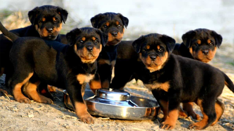 Chó Rottweiler dưới 3 tháng tuổi