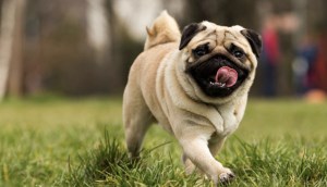 Cách nuôi chó mặt xệ (Pug) hiệu quả dành cho người chưa có kinh nghiệm