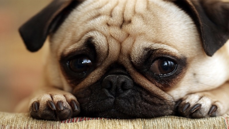 Khám phá hơn 91 ảnh chó buồn đáng yêu siêu đỉnh  Tin Học Vui