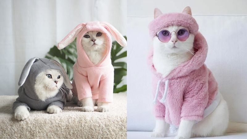 Những mẫu quần áo cho chó mèo đẹp và dễ thương