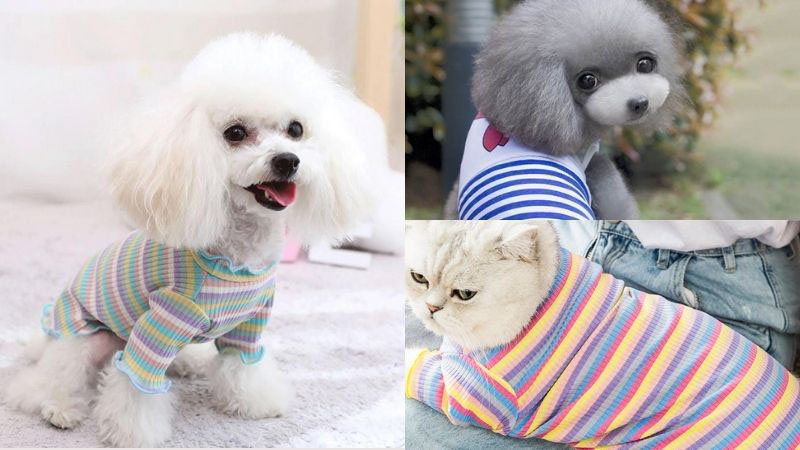 Áo đồng phục Grab Bike dành cho chó mèo - CutePets Cutepets - Pet shop &  Grooming Spa Thú cưng Hà Nội