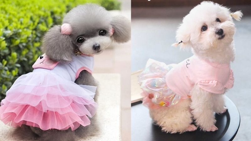Váy tết bông hoa cho thú cưng chó mèo Puppy Pet Shop