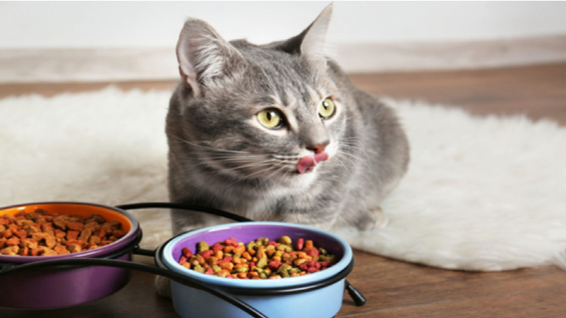 Lượng thức ăn của mèo theo cân nặng