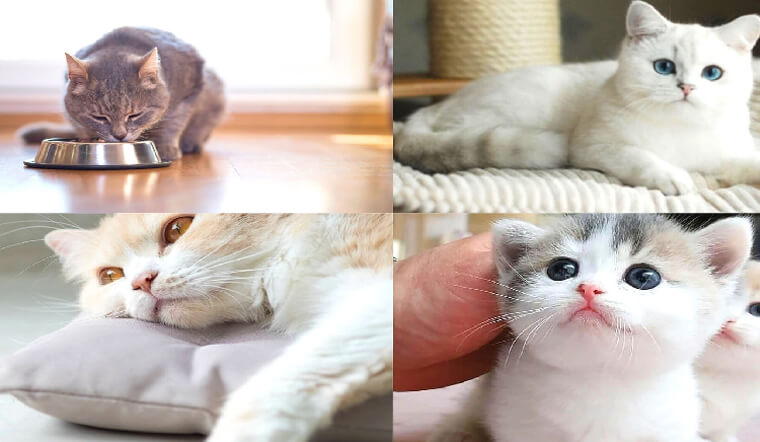 Nên cho mèo ăn gì? Cẩm nang dinh dưỡng cho mèo bạn cần biết