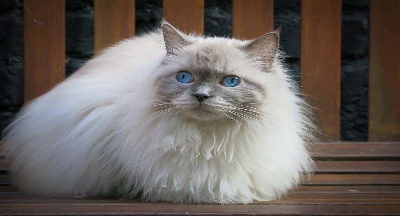 mèo Ragdoll