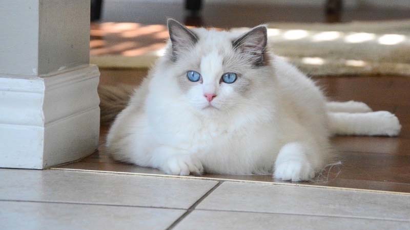 Ragdoll Bi - color