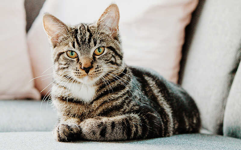Cẩm nang mèo mướp: Nguồn gốc, đặc điểm, cách nuôi, giá bán
