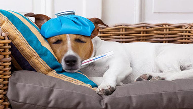 Tất tần tật những gì bạn nên biết và căn bệnh sốt ở loài chó