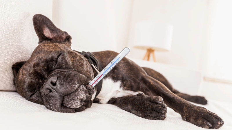 Cách chăm sóc và điều trị khi chó bị sốt