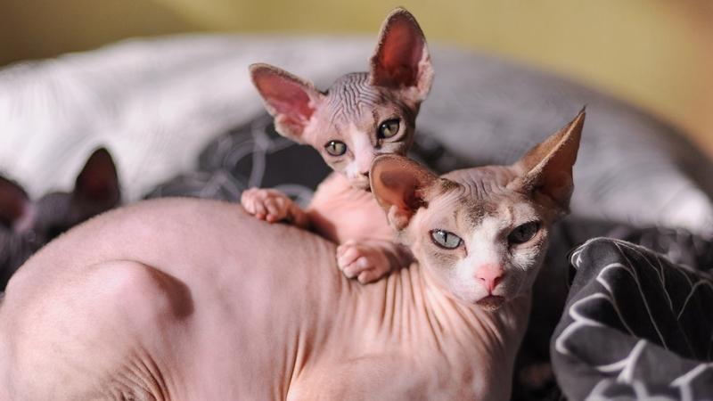 Lưu ý khi mua mèo Ai Cập (mèo Sphynx)