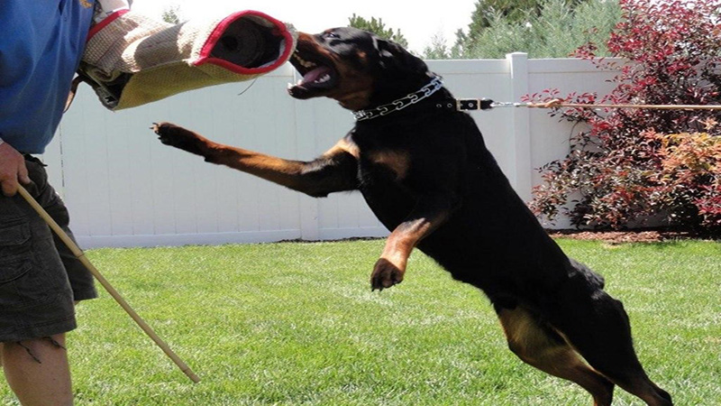 Cách huấn luyện chó tấn công