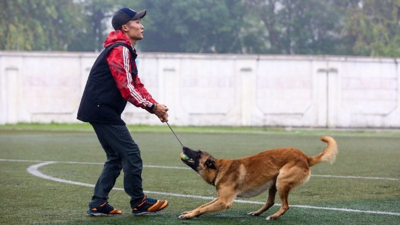 Cách huấn luyện chó săn mồi