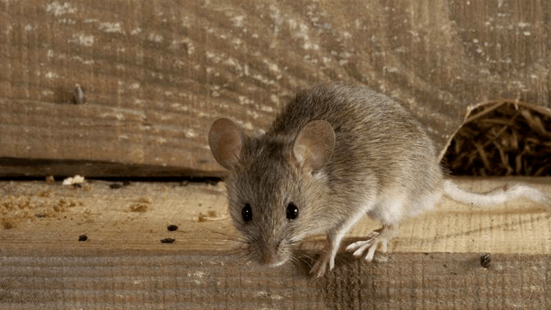 Cách‌ ‌bắt‌ ‌chuột‌ ‌’trăm‌ ‌phát‌ ‌trăm‌ ‌con’‌ với chiếc lồng quạt