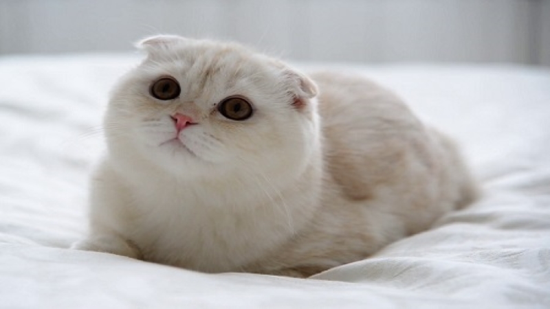 Nguồn gốc mèo tai cụp Scottish Fold