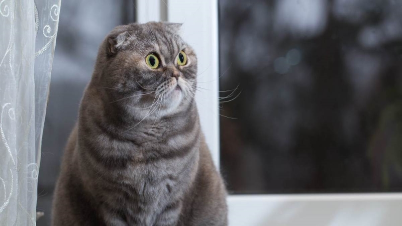 Đặc điểm của mèo tai cụp Scottish Fold