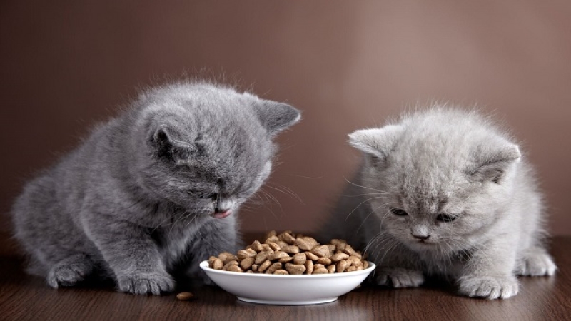 Thức ăn của mèo tai cụp