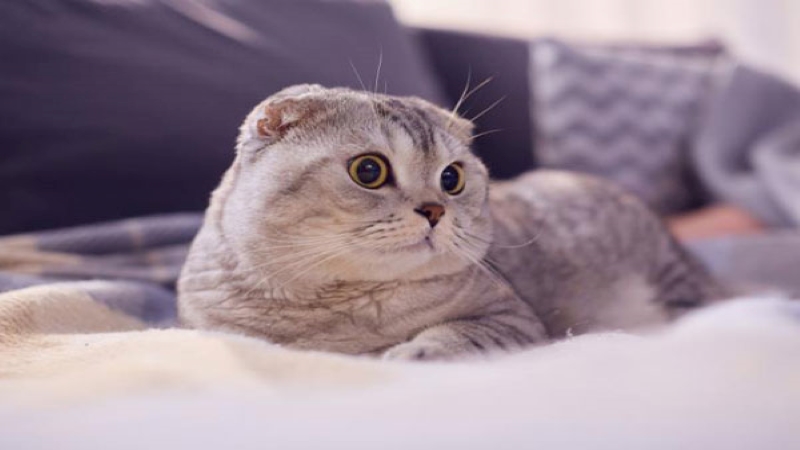 Bảng giá các loại mèo tai cụp Scottish Fold