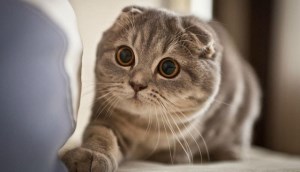 Mèo tai cụp Scottish Fold: Nguồn gốc, đặc điểm, giá bán